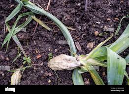 Image result for phytomyza gymnostoma