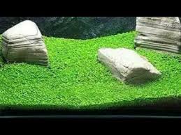 Check spelling or type a new query. Cara Menanam Carpet Seed Rumput Aquascape Youtube