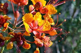 Image result for Caesalpinia