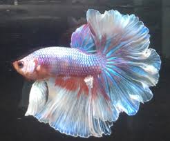 Pin By Hannah Kosior On Beautiful Betta Fish Betta Fish Care Betta Fish Tank Pet Fish