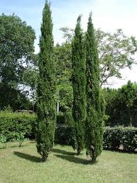 Cypres Italian Cypress Trees Plants Cypress Trees