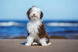 7 Things The Spanish Water Dog Is... And Isn'T – American Kennel Club