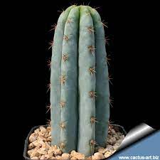 One geographically isolated variety has been referred to as trichocereus peruvianus var. Trichocereus Pachanoi Syn Echinocereus Pachanoi