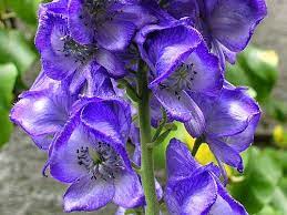 Aconitum Napellus Purple Garden Plants Flowers