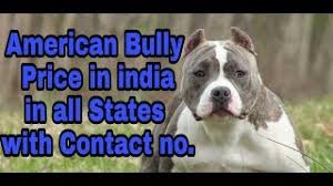 Shipping is provided but buyer is responsible for shipping cost. American Bully Price In India In All States With Contact No Dob Youtube