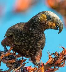 Birds Of A Feather 2 Pin By Bill Dennler On Birds Birds Parrot Beautiful Creatures