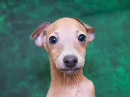 Check spelling or type a new query. Italian Greyhound Puppies Pet City Pet Shops