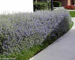 We prune in several ways. Bush Germander Inland Valley Garden Planner