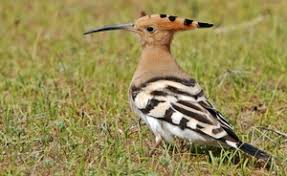 Широко распространён в южных и центральных областях европы. Udod Chto Delaet Udod Ptica Opisanie Foto Mesta Obitaniya Schitaetsya Chto Nekotorye Vidy Udodov Davno Vymerli