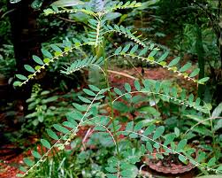 Image result for Phyllanthus ovalifolius