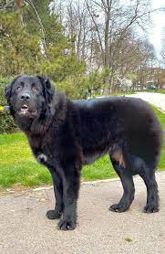Ciobănesc românesc corb(romanian raven shepherd dog) Romanian Raven Shepherd Dog CiobÄƒnesc Romanesc Corb From Romania Canisa De Tara Barsei Livestock Guardian Dog Beautiful Dogs Dog Cat