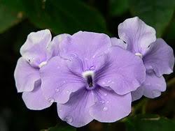 Image result for Brunfelsia pauciflora