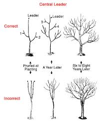 Meyer Lemon Tree Guide The Tree Center