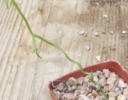 Image result for Bowiea volubilis