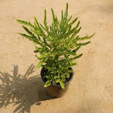 Image result for Kalanchoe laciniata