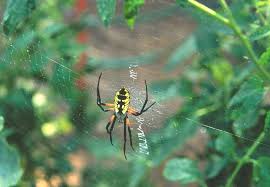 Black And Yellow Striped Spider Black And Yellow Garden Spider Dieren Geel Geel Zwart