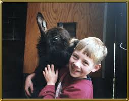 Annually you can expect to spend at least $550 per donkey in food and supplements. Tell Me About Miniature Donkeys Benson Ranch Miniature Donkeys Llc