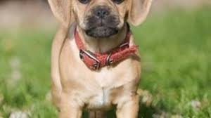 Este o rasa de caini de talie mica, cu blana matasoasa (blana necesita ingrijire periodica). Rase De Caini Pentru Stapani Lenesi Sau Care Nu Au Mult Timp Liber Galerie Foto Mobile