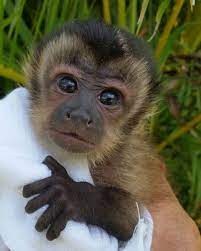 Check spelling or type a new query. Primate Store Monkeys For Sale