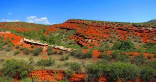 Can a dog be in red mountain open space? Apply For Limited Big Game Hunting At Red Mountain Open Space