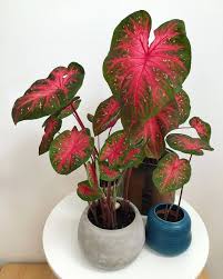 Amazing Plants On Instagram Indoorjungledecor کالادیوم Name Caladium Red Flash Andr In 2020 Plants House Plants Cool Plants