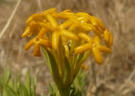 Image result for Gnidia stenophylla