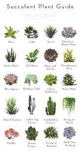 But some require more water than others to thrive. 14 Best Outdoor Cactus Garden Ideas Cactus Garden Plants Planting Succulents