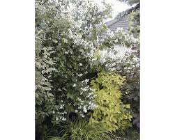 Anfangs wächst der philadelphus meist etwas langsam und beständig. Bauern Jasmin Pfeifenstrauch Gartenjasmin Philadelphus Coronarius 100 125 Cm Bei Hornbach Kaufen