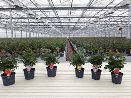 Our nursery and garden center near me is your premier source for a wide variety of landscape and garden supplies and services. Denmark When The Garden Centers Re Open We Probably Won T Have Enough Plants