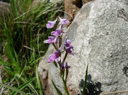 Image result for Disa stairsii