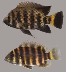 Black And White Striped Fish Florida Hornet Tilapia In 2020 Fish Fish Gallery Florida Fish