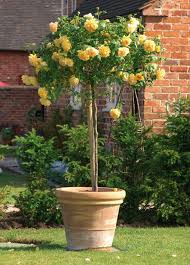 Ensuite, une fois qu'on a choisi les matériaux pour faire pousser les fruitiers, on choisit des fruitiers qui sont adaptés à la culture en pot : Des Arbustes En Pot Pour La Terrasse