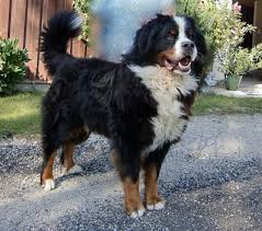 Heute gilt der berner sennenhund auch fernab der berge als ein freundlicher, familientauglicher zeitgenosse. Haarausfall Archive Gretes Sennenhunde Blog