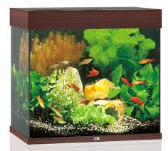 We did not find results for: Aquarium Lido 120 Led Brun L 61 X L 41 X H 58 Cm Jardiland