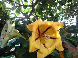 Piante da balcone rampicanti con fiori e sempreverdi from www.fiorionline.it. Solandra Gigantesca Rampicante