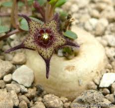 Image result for Brachystelma