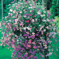 Image result for lobelia combine composition