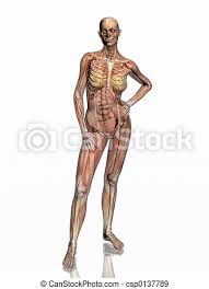 The study of the human body involves anatomy, physiology, histology and. Anatomy Transparant Muscles With Skeleton Anatomically Correct Medical Model Of The Human Body Women Muscles And Canstock