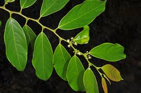 Image result for Flueggea