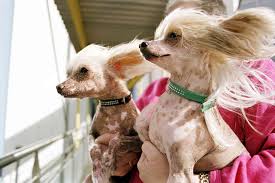 With this article, you will have an easier picking one as a pet since they are many below is a long haired dogs list that might have the pet you want. 12 Breeds That Thrive In Hot Weather