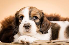 Das kooikerhondje ist manchmal als der holländische lockhund bekannt. Home Kooikerhondje Liebhaber Zuchtverein E V