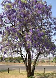 Image result for Bolusanthus