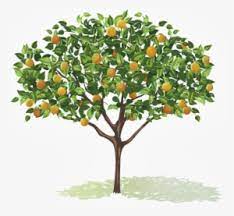 Thank you for visiting today, enjoy this coloring page! Fruit Tree Png Free Hd Fruit Tree Transparent Image Pngkit
