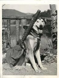 Wwii Siberian Husky Muklug Trained By To Carry Machine Guns For Army Press Photo Military Working Dogs Military Dogs War Dogs