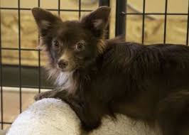 Additionally, due to limited protective equipment, puppies 5 months and younger are not able to visit before going home for adoption. Colorado Springs Co Young Pomeranian Meet Miller A Pet For Adoption Pomeranianyorkie Safe Dog Toys Pet Adoption Dog Toys