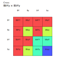3 calculating your genotypic frequencies phenotypic ratios. Genetics And Evolution High School Biology