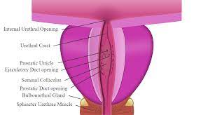 How to fix retrograde ejaculation biggerdanme i had laser surgery on my urinary tract suffer from retrograde ejaculation was not informed that this would happen before the procedure what can be done to restore normal ejaculation is there any legal action i can take or medical restoration. Retrograde Ejaculation Fertilitypedia