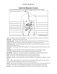 Digestion Assignment Label The Digestive System Explain the processes of digestion and absorption. digestion assignment label the