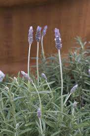 Image result for Lavandula dentata