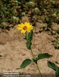 Image result for Aspilia helianthoides